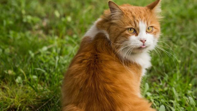 Зоолози от университета Пардю САЩ са открили защо домашните котки