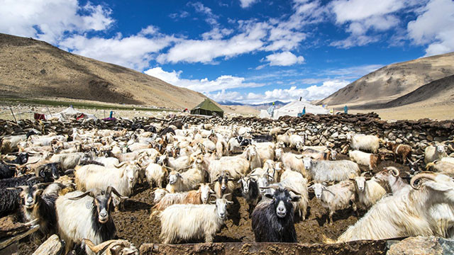 Китай се похвали с успешно клониране на тибетски кози