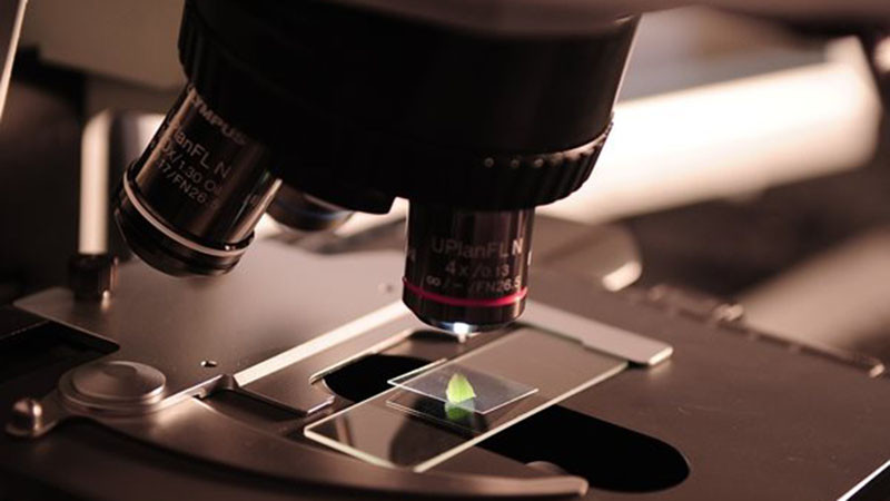 Микропластмаси са открити във всяка човешка плацента, изследвана в рамките