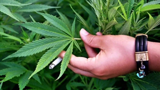 CNN: Пушенето на марихуана драстично увеличава рисковете от инфаркти и инсулти
