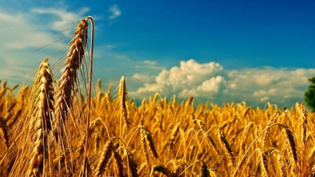 Украйна ще приеме ограничения върху селскостопанската си търговия с ЕС