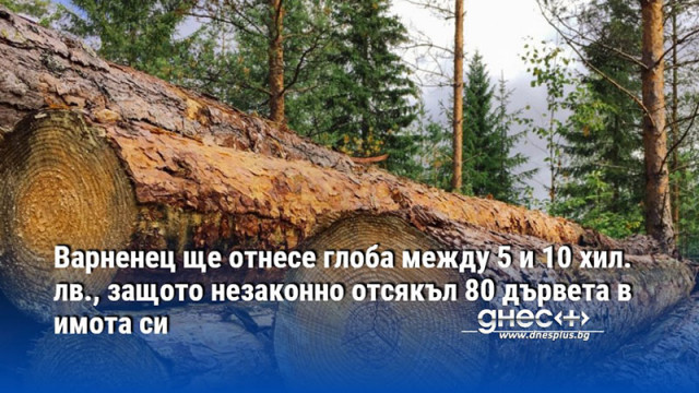 Варненец ще отнесе глоба между 5 и 10 хил. лв., защото незаконно отсякъл 80 дървета в имота си