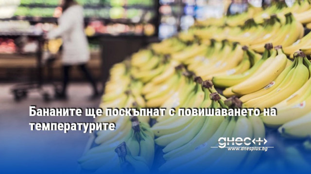 Бананите ще поскъпнат с повишаването на температурите