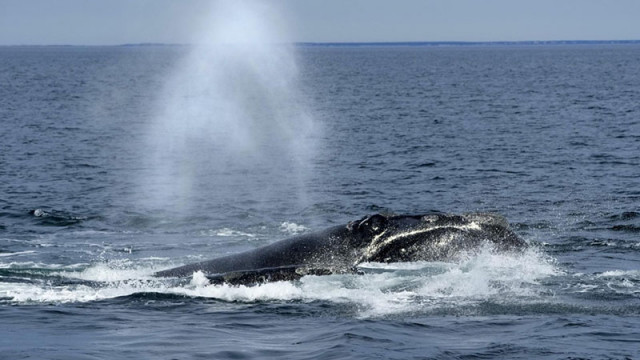 Изследователите анализират 40 годишни данни за 199 женски гладки кита Ново