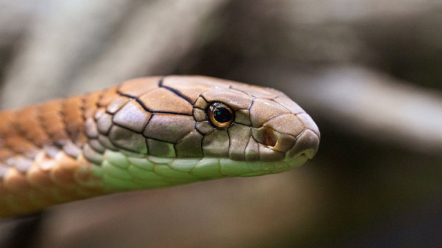 Според учени: Месото от змии е новата суперхрана