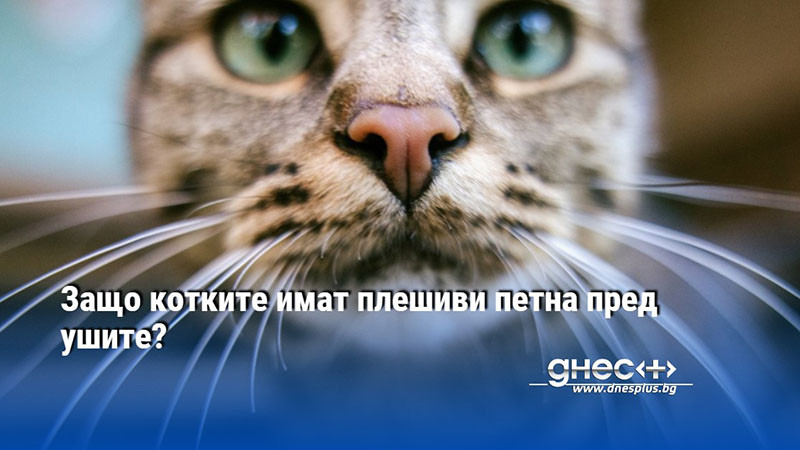 Снимка: Защо котките имат плешиви петна пред ушите?