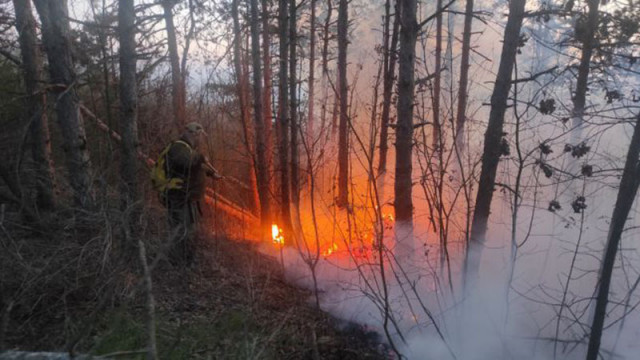 Пети ден продължава да гори гора във Варненско