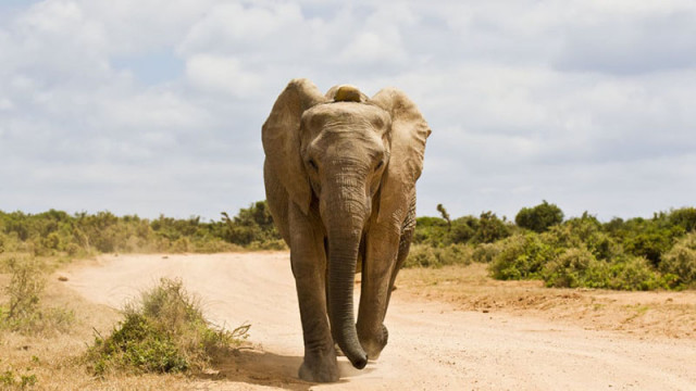 По време на сафари в Африка слон уби американска туристка (ВДИЕО)