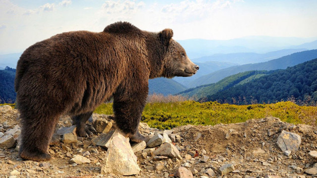 Лесничей е сериозно ранен след поредно нападение от мечка в Словакия
