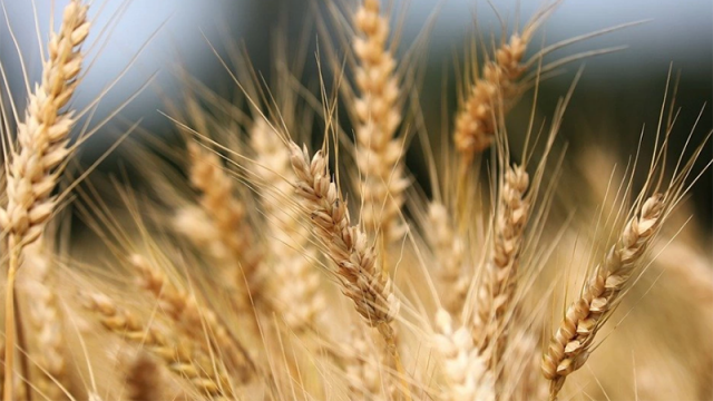 Промените в цените на зърнените стоки на световните борсови пазари