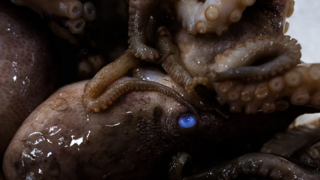 Затоплянето на океана излага октоподите на риск от увреждане на зрението