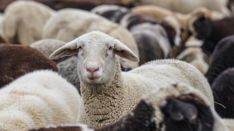 Продължават кражбите на овце преди Великден. Откраднаха 15 овце от