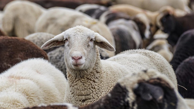 Продължават кражбите на овце преди Великден Откраднаха 15 овце от