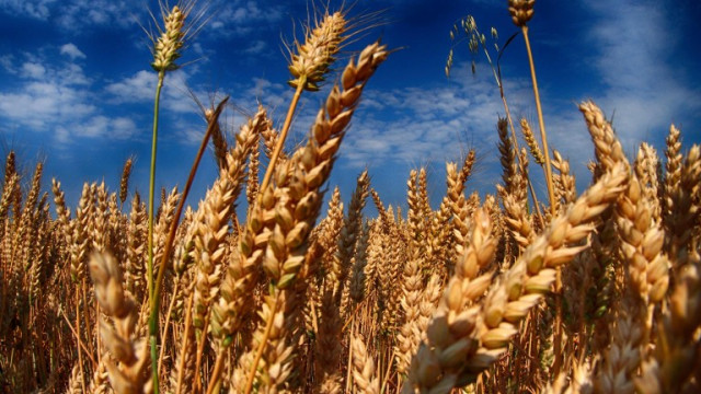 Цените на зърнените стоки остават стабилни по световните борси