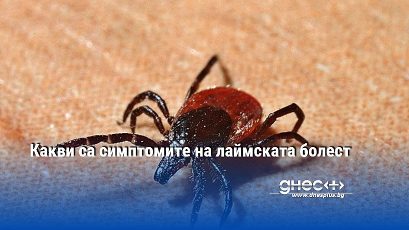 Какви са симптомите на лаймската болест