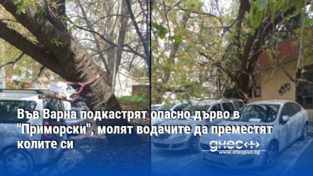 Във Варна подкастрят опасно дърво в "Приморски", молят водачите да преместят колите си