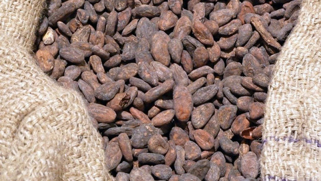 Около три четвърти от какаото в света се произвеждат от