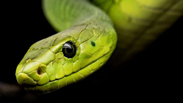 Какви змии са жените от всяка зодия?