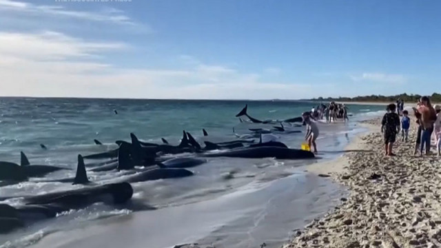 Десетки китове заседнаха на австралийски плаж (ВИДЕО)