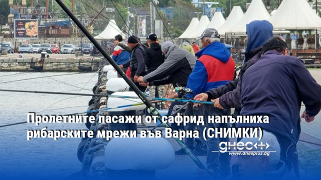 Пролетните пасажи от сафрид напълниха рибарските мрежи във Варна (СНИМКИ)