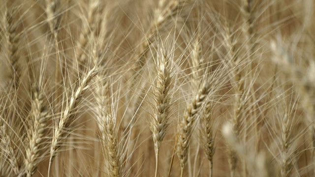 Измръзна зърното в три от най-плодородните руски региона