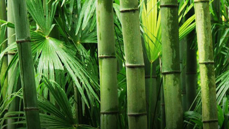 Учени в Китай са превърнали бамбук в прозрачен материал, който