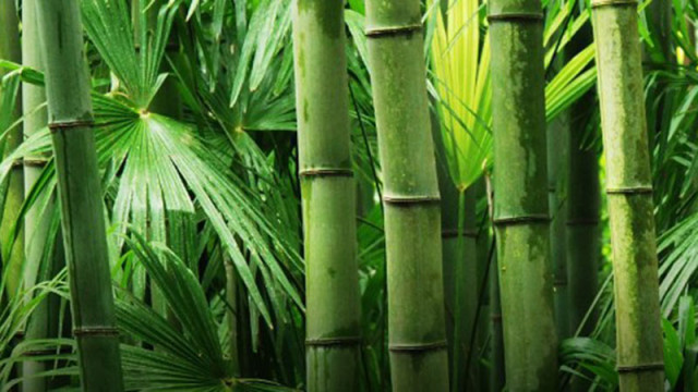 Учени в Китай са превърнали бамбук в прозрачен материал който