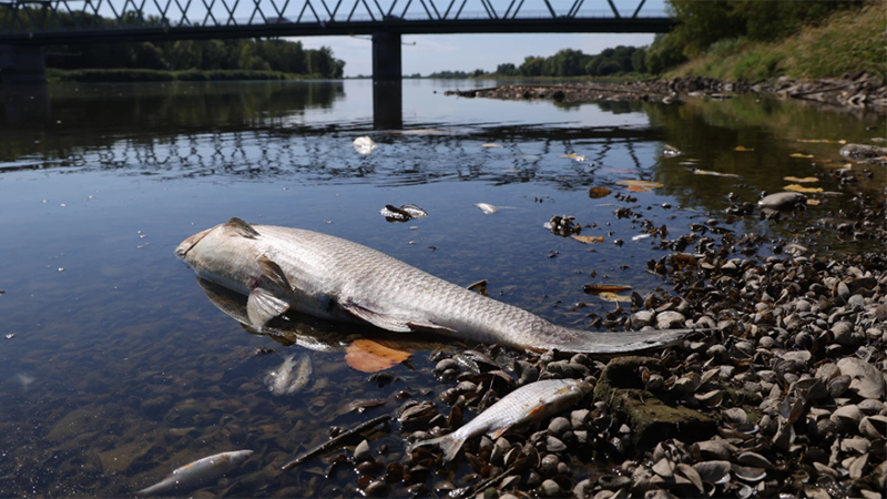 Полските власти откриха наличие на отровни златисти водорасли във водите