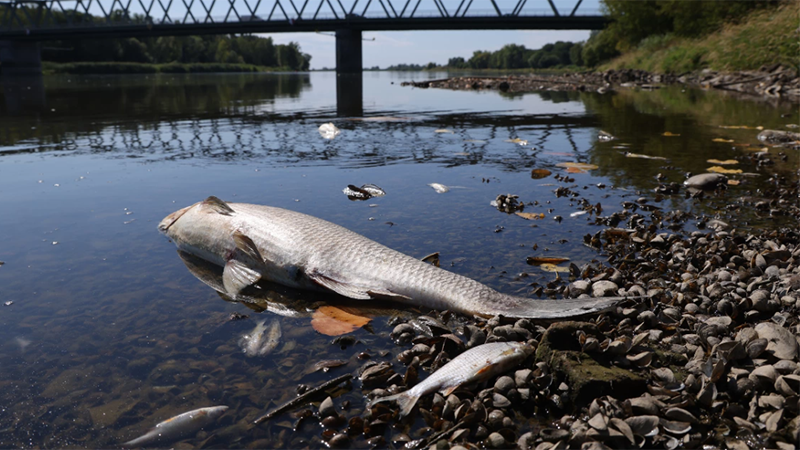 Отровно водорасло отново причини масов мор по рибата в полския участък на река Одер