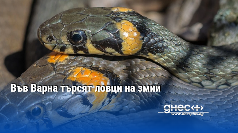 Във Варна търсят ловци на змии