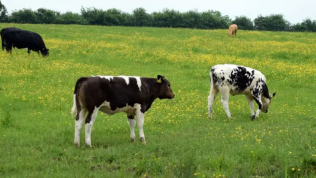 Животновъди на протест за правото да пасат добитък в Балкана