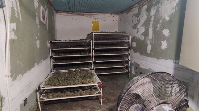 Криминалисти от ОДМВР Варна разкриха оранжерия за отглеждане на марихуана