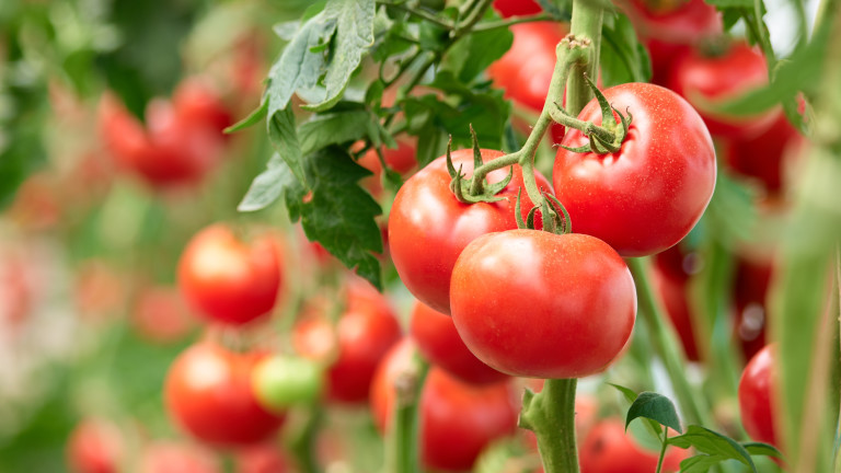 ДФЗ провери доматите и краставиците на 7500 земеделци