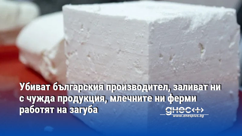 Убиват българския производител, заливат ни с чужда продукция, млечните ни ферми работят на загуба
