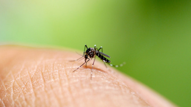 Тигровият комар се е установил трайно в България