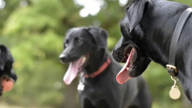Кучета нахапаха 81 годишна жена в Силистренско съобщиха от полицията