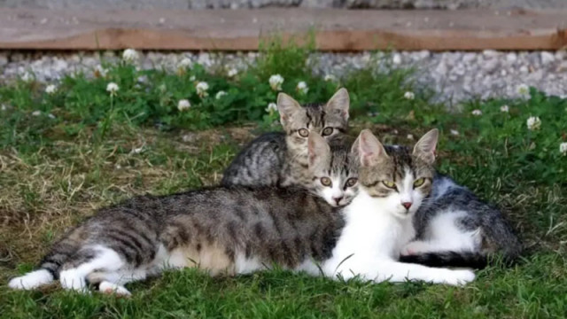 Мъж преби жена в Бургас, защото храни бездомни котки
