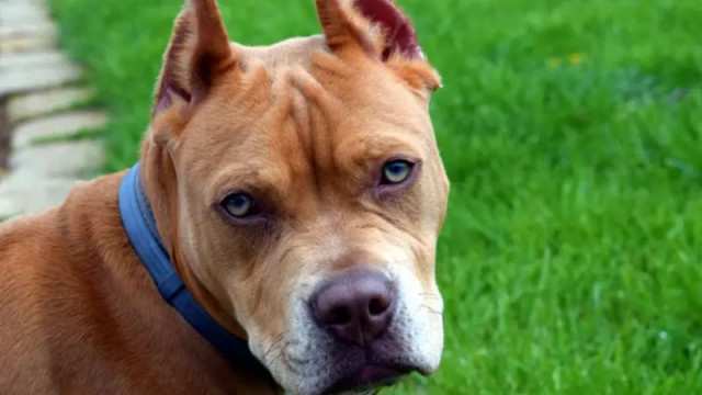 Питбул нападна и уби по-малко куче в София
