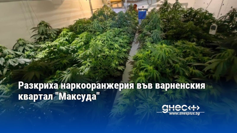 Разкриха наркооранжерия във варненския квартал "Максуда"