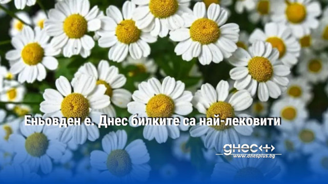 Еньовден е български народен празник който се чества на 24