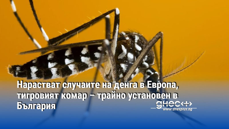 Нарастват случаите на денга в Европа, тигровият комар – трайно установен в България