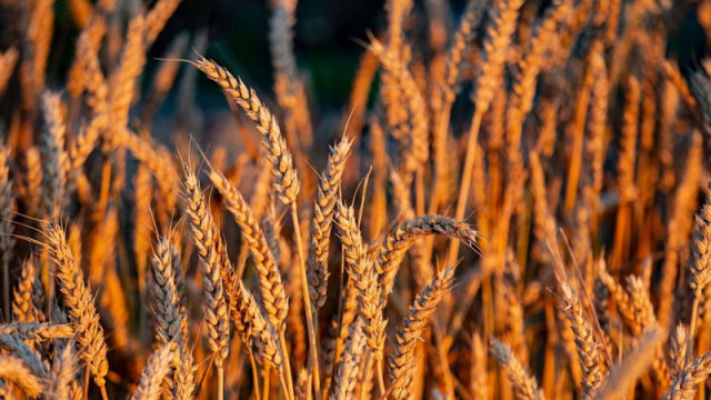 ФАО актуализира прогнозата си за световното производство на зърнени култури