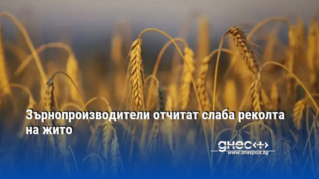 Много слаба реколта от жито отчитат зърнопроизводителите в Южна България