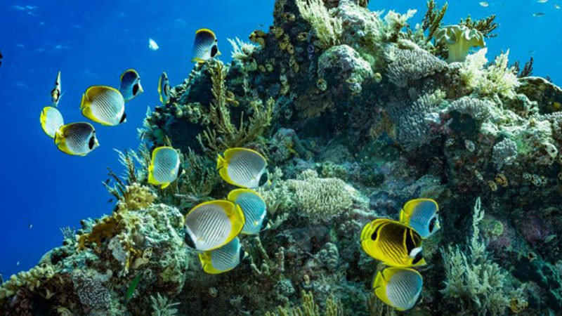 Избелването на коралите опустошава рифове край Бали