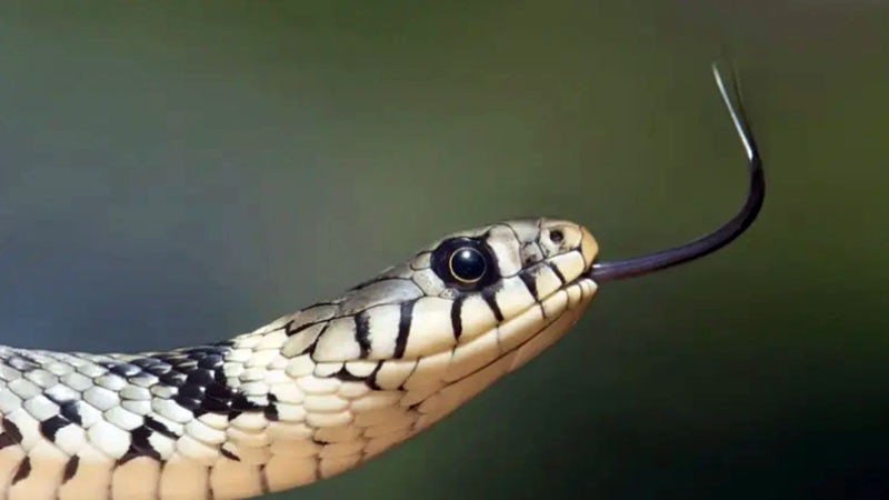 Мъж е в реанимация след ухапване от змия край Благоевград