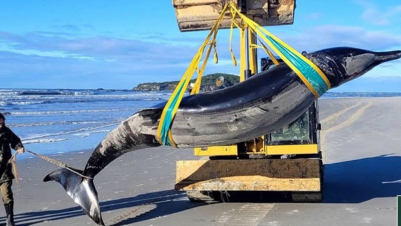 Труп на най-редкия вид кит в света изплува на плаж в Нова Зеландия