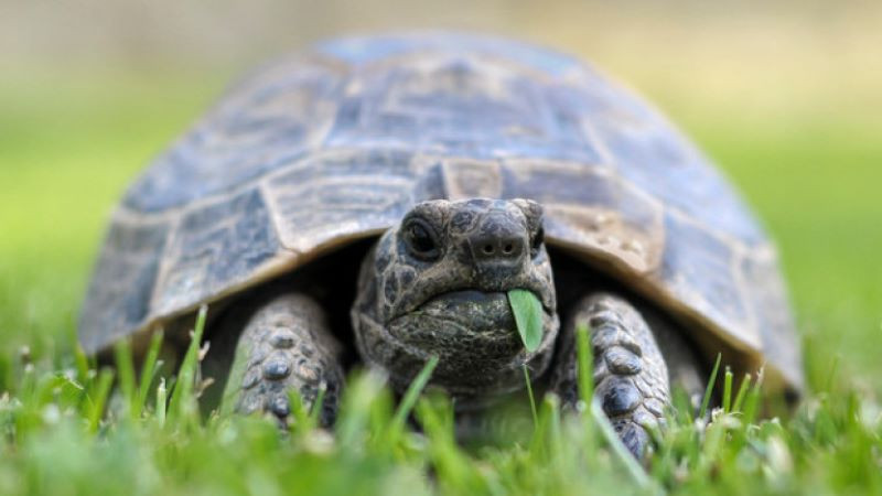 Освободиха от плен 8 костенурки от защитени видове в Хасково