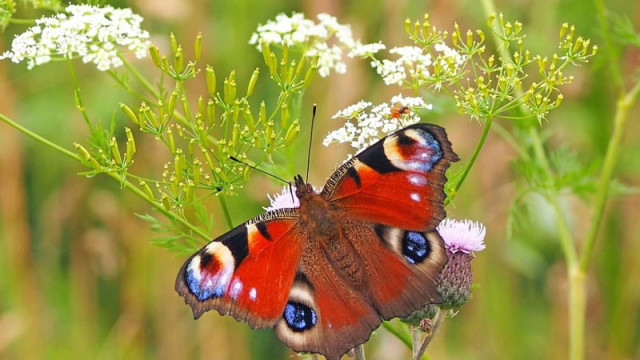 Пеперудите опрашват цветята с помощта на електричество, установи проучване