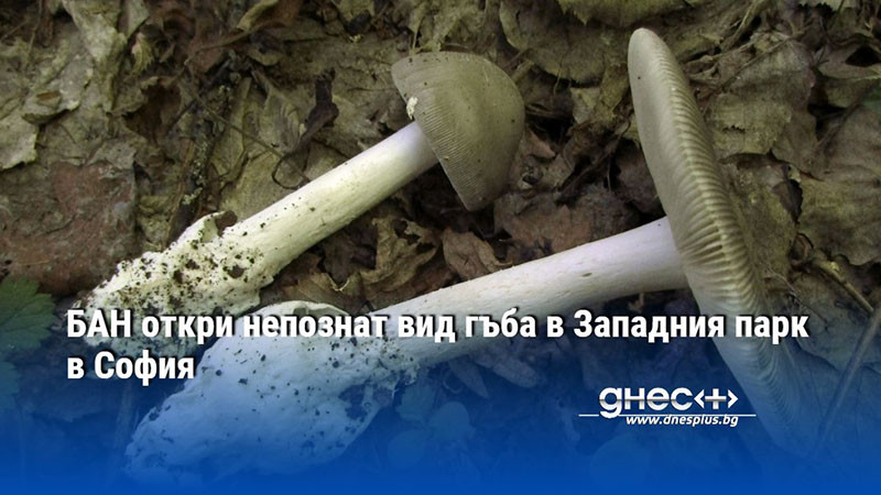 БАН откри непознат вид гъба в Западния парк в София