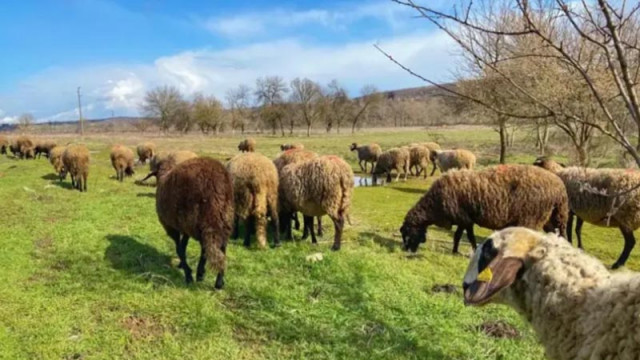 БАБХ: Фермерите да избягват търговия с животни от Румъния и Гърция